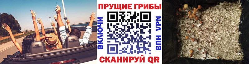 купить наркоту  Верхняя Салда  Псилоцибиновые грибы Psilocybe 
